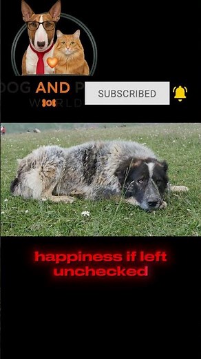 German Shepherd Care: Fix These 10 Common Problems?#GermanShepherd#DogCareTips#DogTraining#GSDProble