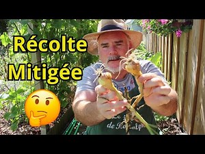 Pourquoi Ma Récolte d'Oignons Jaunes Plantés en Bulbes a Échoué ?