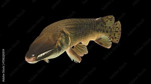 Alligator gar fish swimming in place on black background Video, FISH Animation, Fish Swim green Screen Video, 3D Animation, Underwater,Single and Group, Near camera, aquatic animals, 4K Footage, Front