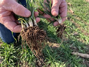 Wheat School: Will precision uniformity deliver on yield?