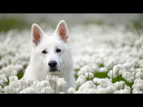 The fabulous life of Rasta - king of the mountains - bye bye my king