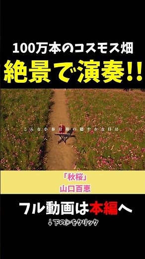 【ストリートピアノ】100万本のコスモス畑の絶景で演奏!!《切り抜き》「秋桜」山口百恵 #ストリートピアノ #スミワタル