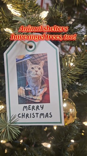 Our Angel Tree is decorated and ready. Come grab a tag! | Bangor Humane Society