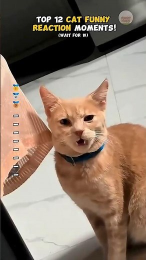 Top 11 FUNNY CAT REACTION Moments!