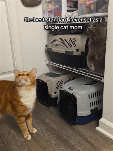 How to Manage a Foodie Cat: Tips for Single Cat Moms