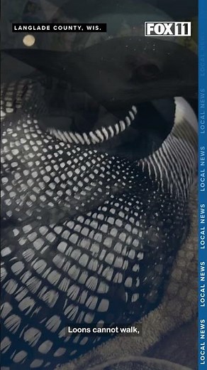 Loons rescued after falling to the ground during ice storm