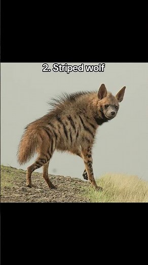 Minecraft wolf variants in real life