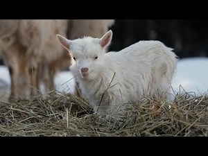 Instrumental Christmas Music, Soft Holiday Christmas Music "The Christmas Nativity" by Tim Janis