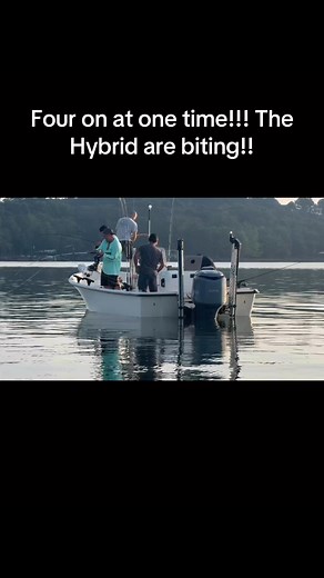 Lake Hartwell Fishing Charters on Reels