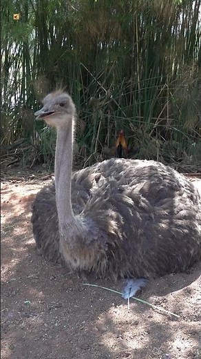 Ostrich sounds ( What sound does an ostrich make? )