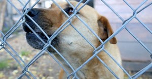 Real consequences if you leave dog out in heat