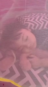 8 comments | Princess Castle | Cool Toys | Facebook