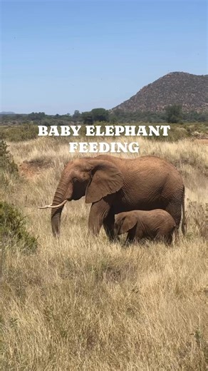 3.3K views · 108 reactions | Did you know Baby Elephants nurse from...