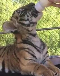 Remember that rescued baby Bengal tiger cub? He's settling in nicely at the San Diego Zoo Safari Park >>> http://on.nbc7.com/r7Sd6YQ | NBC 7 San Diego
