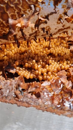 Gorgeous, full stingless bee hive! This one is ready for an eduction! Follow me to see more stingless bees! #nativebee #naturelovers #beesofinstagram #awesomeearth #instagramreels #beekeeping #beethecure #savethebees #aliensexist #eathpics #bees #Apismellifera #nativestinglessbees #australiananimal #australiannative #wow_australia2025 #Australia #goldcoast #honey #pollinators #backyardbees #aliens #beerescue #kingscliff #beekeeper #beehappy #pollination #woodworkingfun #abcmygarden #nsw | The St
