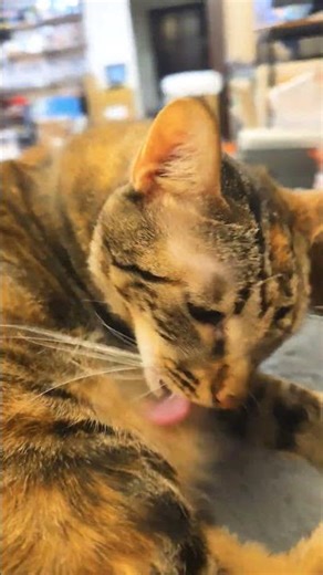 cat daily #cat #cute #kitten #luna #luka #pets @Bai-JiaTW