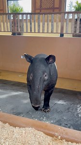 525K views · 9.5K reactions | Nouvelle maison pour les tapirs ! 李...