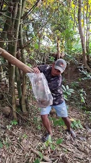 a flock of birds was successfully caught #animals #shorts