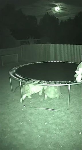 Wild Nights: Animals Jumping on a Trampoline! 🦒🐘