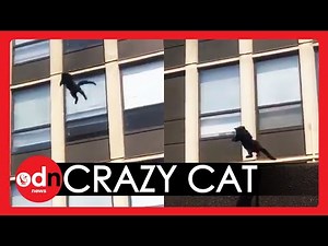 Incredible Moment Chicago Cat JUMPS From Window of Blazing Five-Storey Building