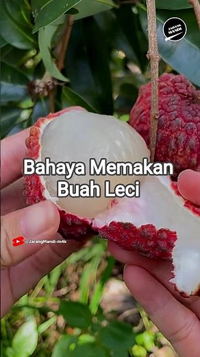 Alasan Leci Bikin Radang #jarangmandi #faktaunik #kuliner #buah