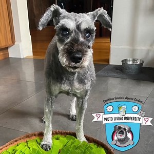 230K views · 10K reactions | Welcome to the first class of Pluto Living University! Well, phew. Who knew opening a new university could be so stressful!  Truthfully, I wasn't sure where to even start, but I think I will get the hang of it. Eventually. Thanks for coming to class. Pants are optional. #backtoschool #ducttape #Bologna #snoremeditation | Pluto Living | Facebook