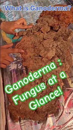 What is Ganoderma? #Fungus #TreeDisease #PlantPathology #Agriculture #Horticulture #planmystudy