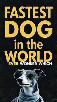 FASTEST DOG BREED in the WORLD REVEALED! Are Greyhounds the Fastest Dog Ever? Top Speed of 45 MPH!