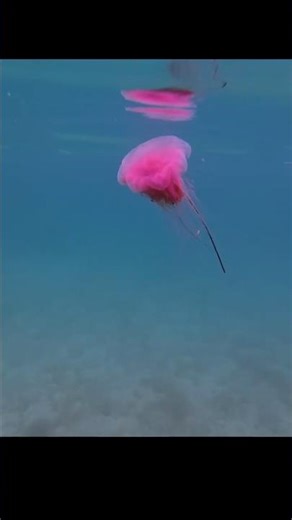 LION'S MANE JELLY FISH #kayakfishing #jellyfish #cute