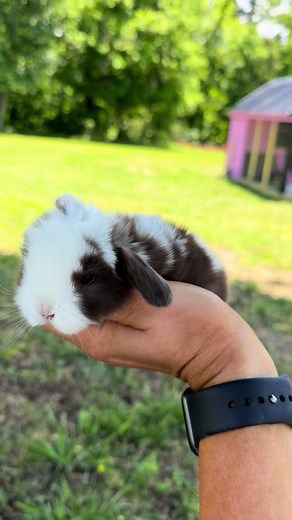 Adorable Baby Bunnies at Windy Pines Farms