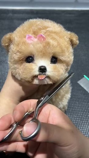 Cute Poodle Compilation - Adorable Tiny Dogs