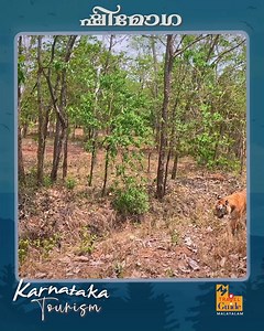 137K views · 1.9K reactions | ഷിമോഗ | Shimoga | കർണാടകത്തിലെ പ്രശസ്തമായ വിനോദസഞ്ചാര കേന്ദ്രം | Karnataka Tourism | M M Travel Guide Direction : Riyaz Irinjalakkuda | Script: V K Ashokan | Cuts & Grading: Reneesh Ottappalam Camera: Nidhin Thalikulam | Sound Engineer: Sreejith Sankar | Voice Over : Manjima #karnataka #travelog #southindia #travelguide | Manorama Music Songs | Facebook