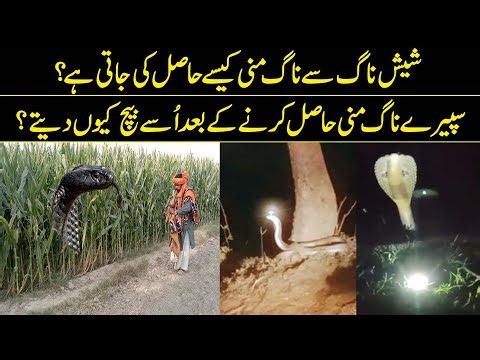 What Is The Truth About Naag Mani | Reality Facts
