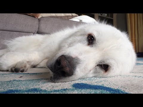 Super Cooper Sunday is CANCELLED