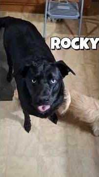 Ice diving epileptic dog survives drowning and a 4 hour seizure in the same week, and sings.