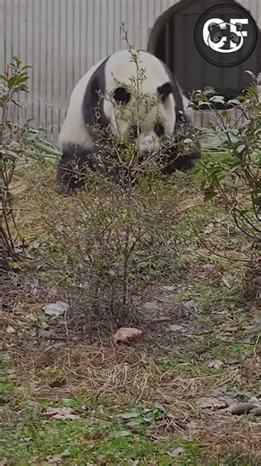 The World's Cutest frontflip!!! #panda #pandafunnyvideo