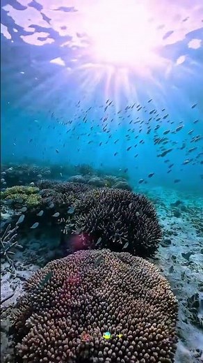 ☀️ Underwater Sunbeams: Vibrant Coral Reef and Schooling Fish Under the Dazzling Light