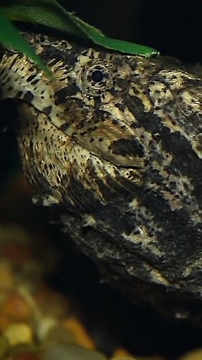 snapping turtle’s hunting strategy! #turtle #snappingturtle #animals #funfacts