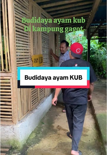 Budidaya Ayam KUB: Peternakan Sederhana di Kampung Gagot