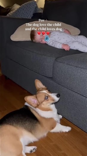 The Heartwarming Bond Between Child and Dog