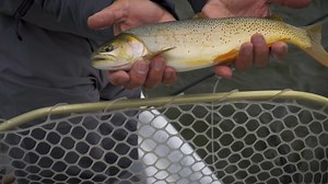 11K views · 214 reactions | When you're fishing nymphs under strike indicators, how do you choose the right size and color? In this great clip for the Orvis Fly Fishing Learning Center, Tom Rosenbauer explains his method. For more great tips like these, visit https://howtoflyfish.orvis.com/. | Orvis Fly Fishing | Facebook