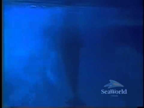 Kalina Birth | SeaWorld Orlando
