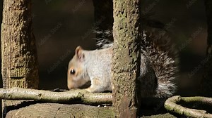 The eastern gray squirrel, also known, particularly outside of North America, as simply the grey squirrel, is a tree squirrel in the genus Sciurus.