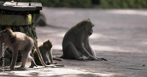 The crab-eating macaque (Macaca fascicularis), also known as the long-tailed macaque, Monkey forest Ubud, Bali