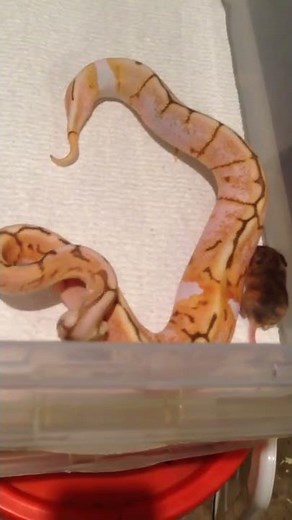 Ball python with severe neurological issues "hunting" - A test of his abilities