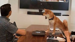 Small dogs, big laughs, and plenty of trouble in these funny clips