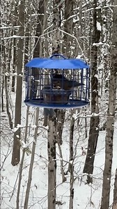 Slow motion video of a American bluebird flying #birdfeeder #birds ￼