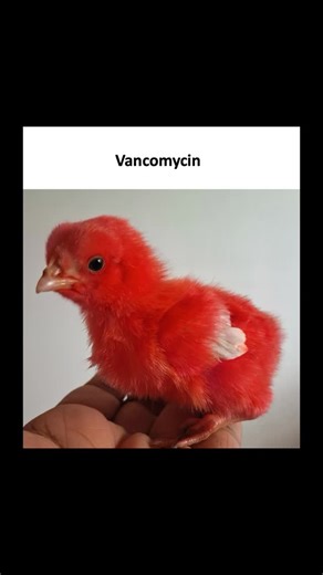 Classify Rx on Instagram: "Antibiotics and colors 🔽 Vancomycin - Infusion Reactions (Red Man Syndrome is old term) 📍 Mechanism: Rapid infusion causes direct non-IgE histamine release from mast cells (not a true allergy) 📍 Presentation: Flushing, pruritus, erythema of face/neck/upper torso during or shortly after infusion—prevent by slowing infusion rate (≥60 min) ± antihistamine premedication Rifabutin - Pseudojaundice (Skin Discoloration) 📍 Mechanism: Rifabutin and its metabolites are highl