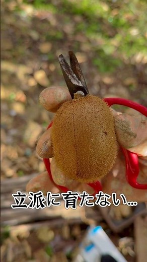 キウイ収穫2025‼︎いつも通り小さい‼︎来年摘果してみようかな…やってみよう #ベイビーやしのき大冒険 #キウイ #収穫