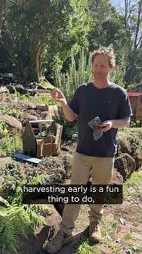 What if you harvest honey early?